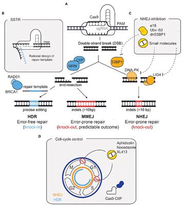 Tissue Specific DNA Repair Outcomes Shape the Landscape of Genome Editing